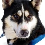 Angel Paws Kindle Short Story by Short Stuff Press 30-page Tale-0