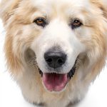Angel Paws Holiday eBook by Short Stuff Press – 24‑Page Holiday Story-0